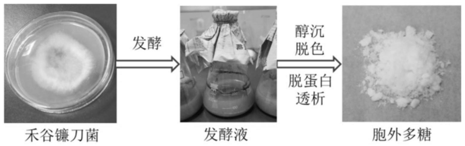 一种禾谷镰刀菌胞外多糖及其制备方法和在制备治疗胃癌药物中的应用