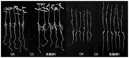 一种种子包衣剂、包衣种子及其制备方法和应用