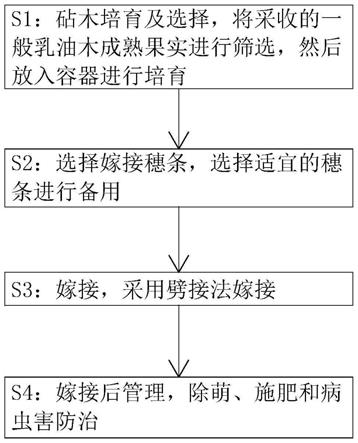 一种用于乳油木嫁接方法与流程