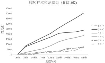 一种检测烟雾病易感基因RNF213常见突变位点的方法和试剂盒与流程