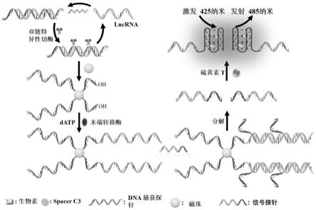 端粒G四链体DNA与硫黄素T介导的荧光生物传感器及其在lncRNA检测中的应用
