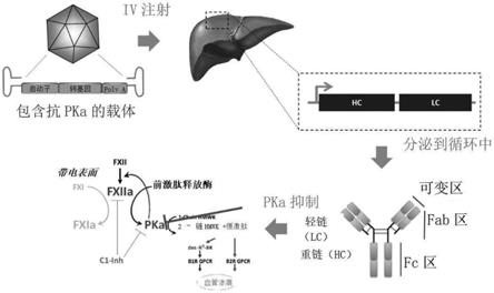 用于治疗由失调的血浆激肽释放酶介导的疾病的抗体的腺相关病毒载体递送的制作方法