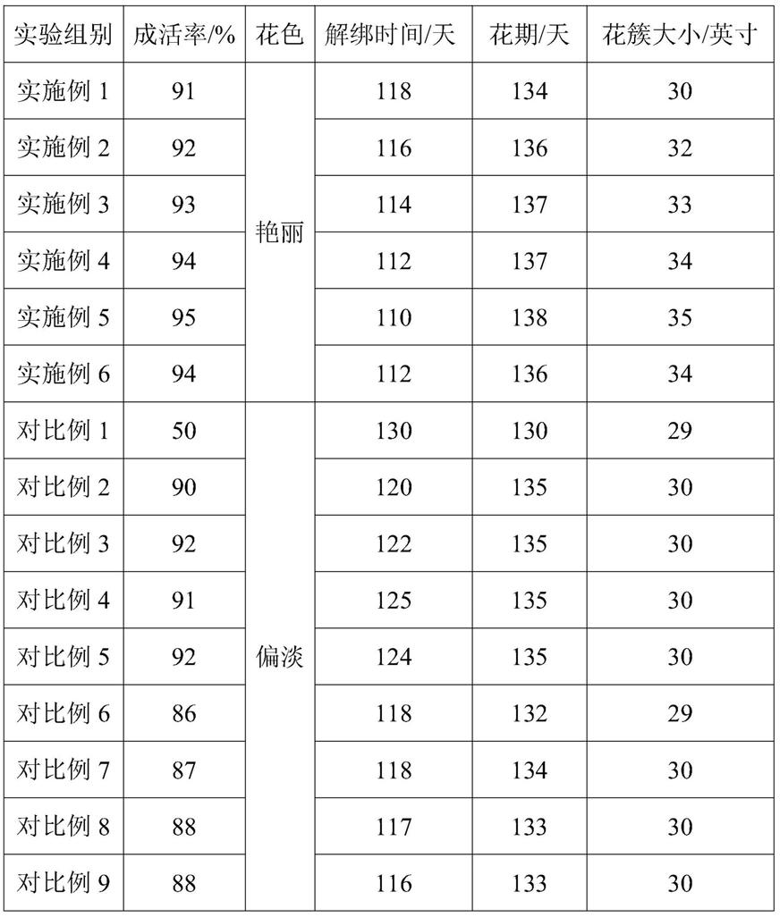 一种提高红火箭紫薇苗木成活率的嫁接方法与流程