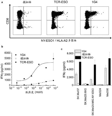 针对抗原NY-ESO-1的MHCI和MHCII表位的癌症组合T细胞受体基因疗法的制作方法