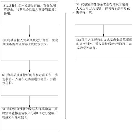 一种绿色宝塔花椰菜杂交种的培育方法