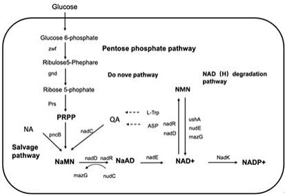 胞内NAD+含量提高的基因工程菌及其构建方法
