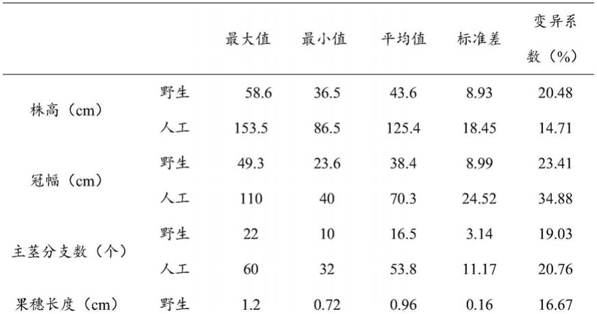 一种沙蓬的人工栽培方法