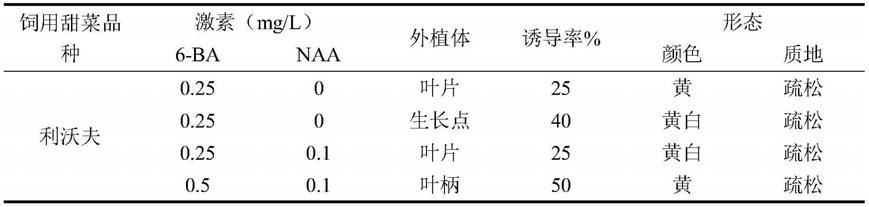 一种诱导饲用甜菜胚性愈伤组织的方法