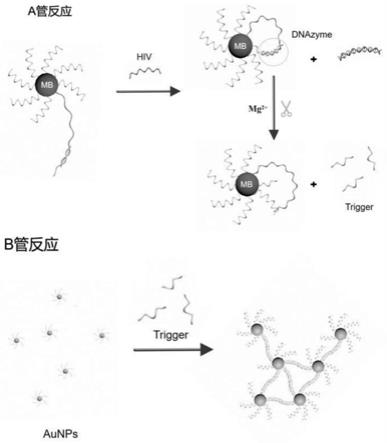 一种等温HIV核酸检测试剂盒及检测方法