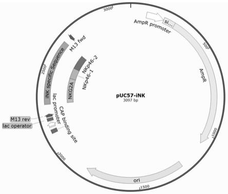 NKG2A在檢測小鼠人源腫瘤模型中人NK細(xì)胞中的應(yīng)用的制作方法