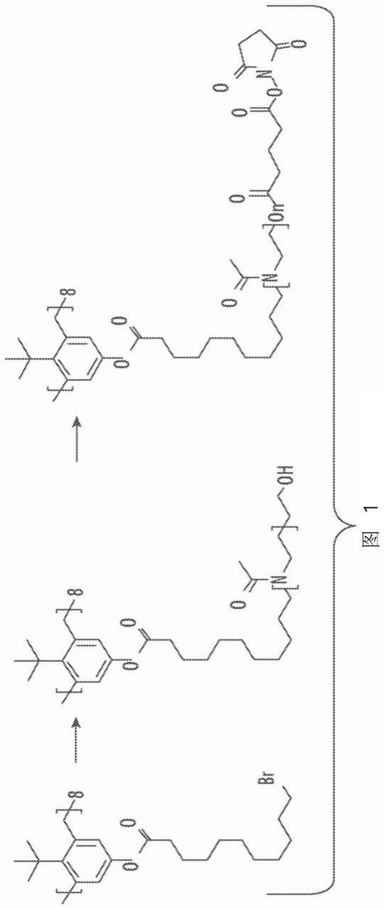 多臂聚恶唑啉和与其相关的组合物、系统和方法与流程