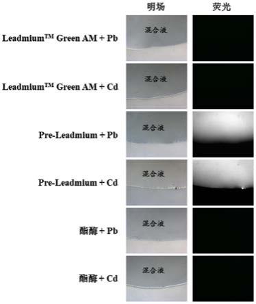 植物质外体铅离子和/或镉离子示踪方法和Leadmium与流程