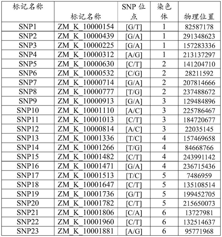 一种检测玉米品种纯度的SNP位点及其应用的制作方法