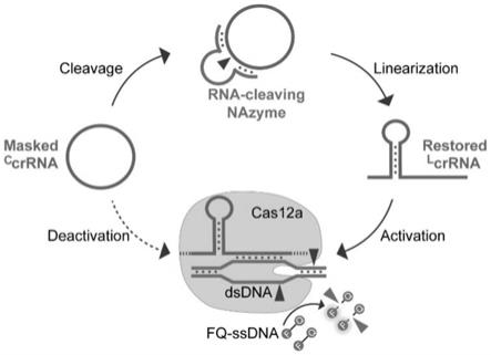 一种基于核酸核酶与环状向导RNA调控的Cas12a-