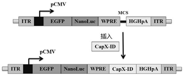 一种rAAV载体核心质粒及其应用