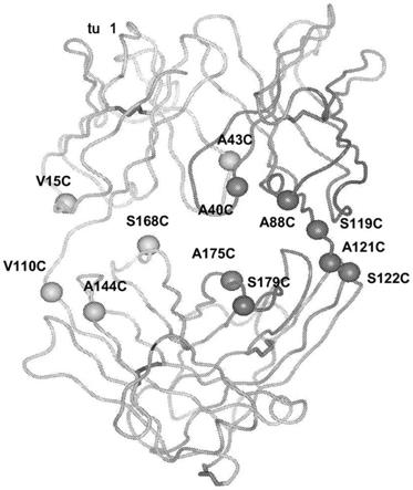 半胱氨酸改造的抗体和偶联物的制作方法