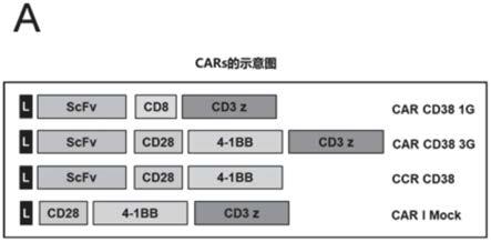 对CD38具有特异性的抗体及其用途