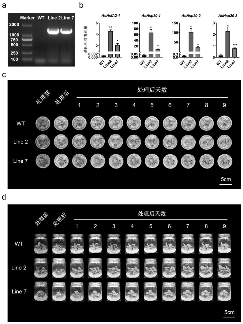 一种抗极端高温生长条件的猕猴桃种质材料及培育方法