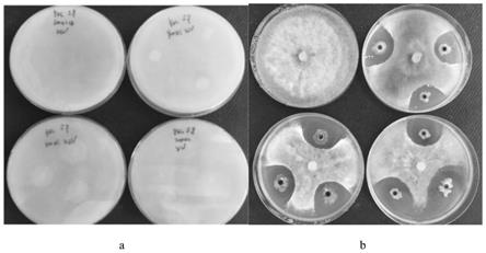 一种解淀粉芽孢杆菌Yb-2及其分离方法与应用