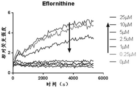 Eflornithine在制备抗冠状病毒感染药物中的应用及药物