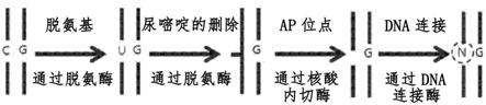 單堿基置換蛋白以及包含其的組合物的制作方法