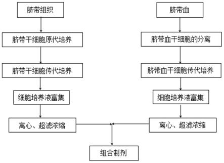 一种治疗子宫内膜损伤干细胞活性因子制剂的制备方法与流程