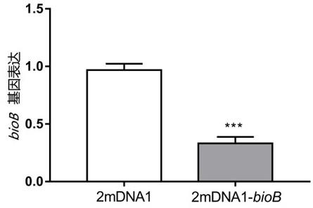 双生病毒DNA1分子诱导的粉虱基因沉默体系的构建