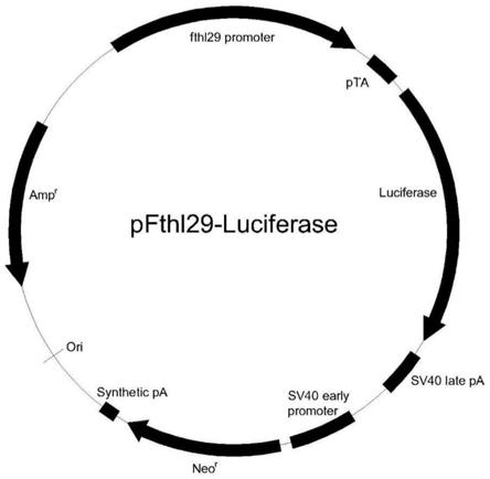 一种基于荧光素酶报告基因的细胞毒性快速检测方法、细胞株的构建方法及其应用