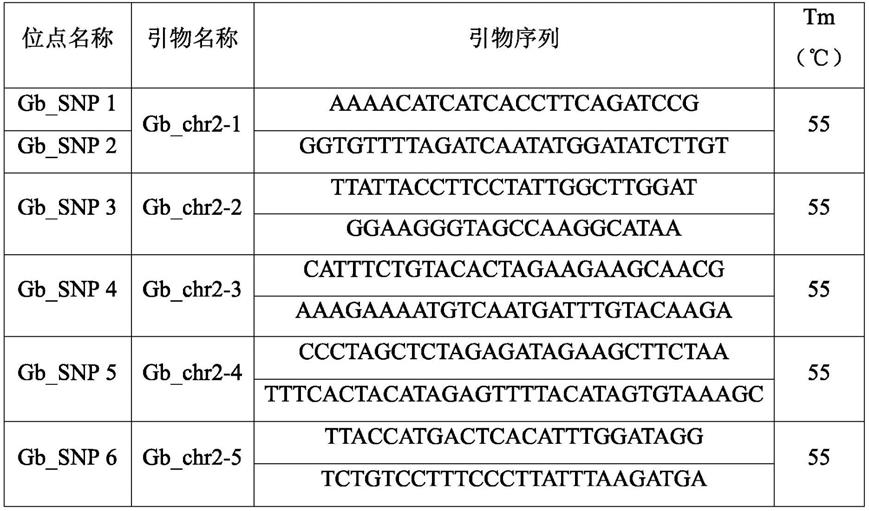 一组银杏性别关联的SNP位点及其引物和应用的制作方法