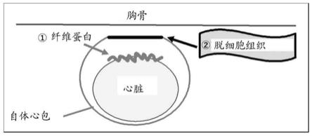 使用生物相容性聚合物的组织纤维化抑制剂的制作方法