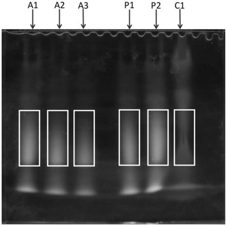 一种芦荟多糖有效成分检测的电泳方法与流程