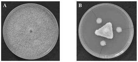 一種多粘類芽孢桿菌菌劑、制備方法及其應(yīng)用與流程