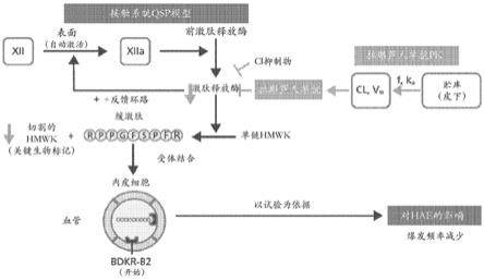 用于建模、模拟并治疗遗传性血管水肿的方法和装置与流程