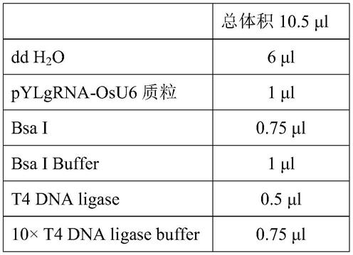 油菜BnLAC2基因在提高抗寒早花中的应用