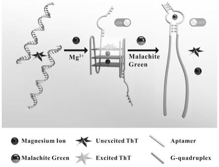 一种基于双劈裂功能核酸变构的孔雀石绿生物传感器