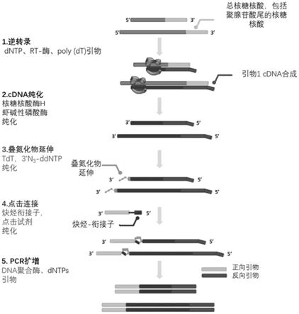 扩增mRNA和制备全长mRNA文库的方法与流程