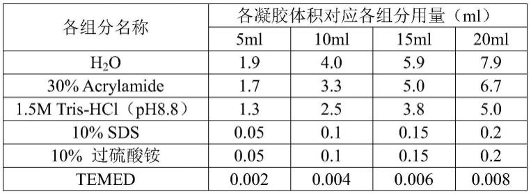 环状RNA分子及其在目标蛋白的靶向降解中的应用的制作方法