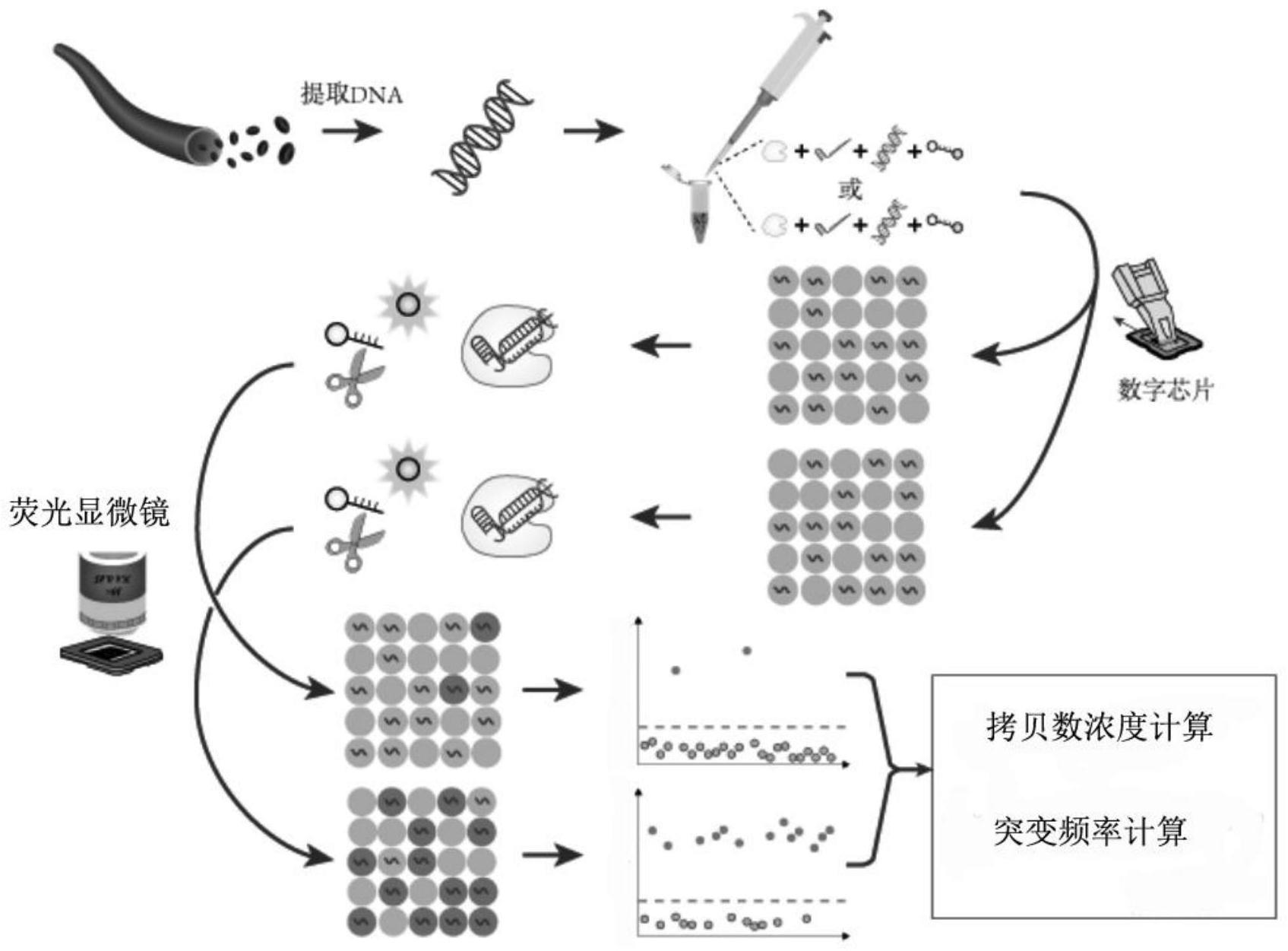 一种基于CRISPR的基因突变频率数字化定量检测方法及应用