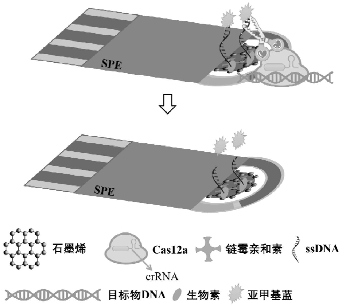 Crispr Cas A