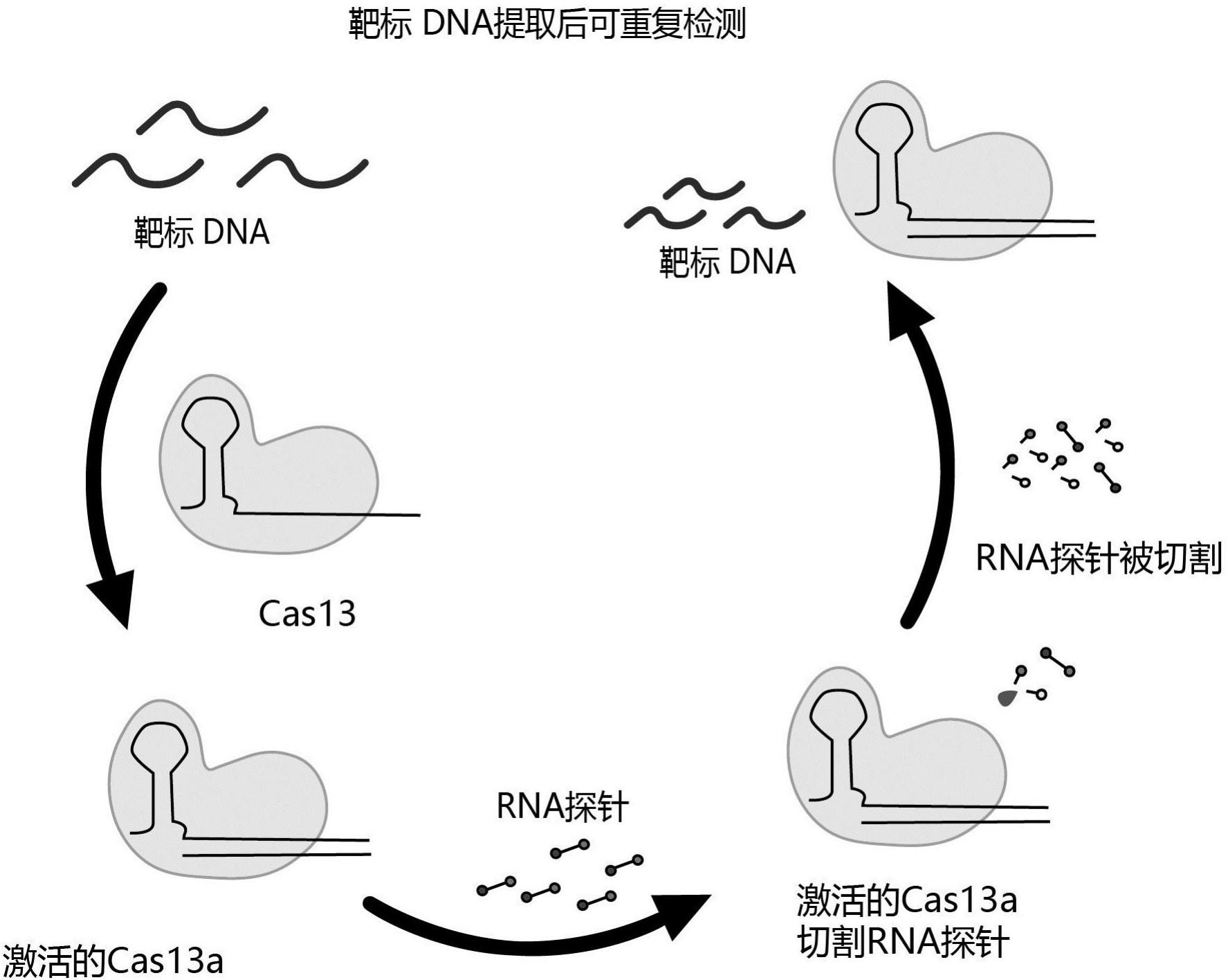 Crispr Ssdna