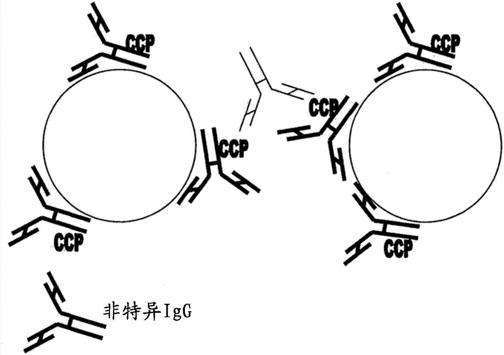 ccp抗环瓜氨酸肽抗体图片