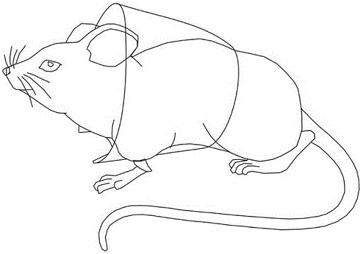 背景技术:老鼠是实验室中最常用的动物实验活体