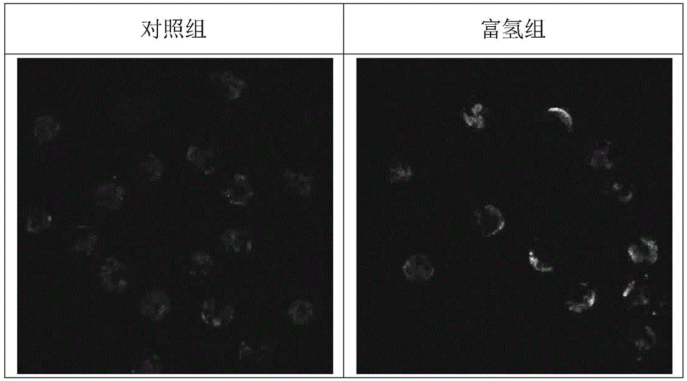 一种用于猪孤雌激活胚的体外培养液及培养方法与流程