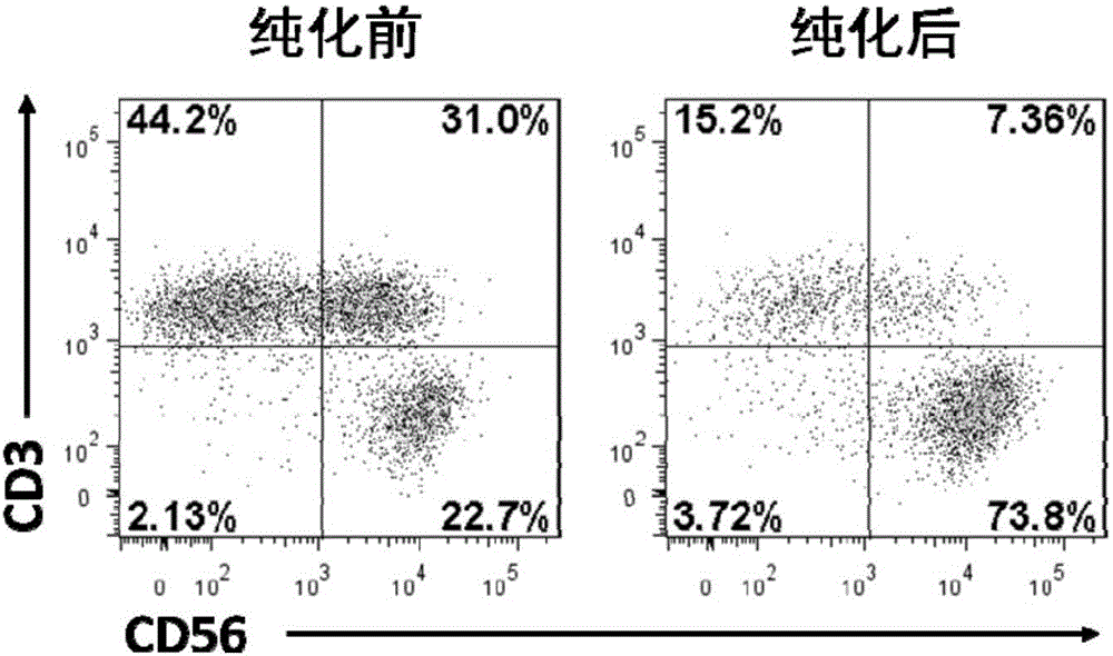 自然殺傷細(xì)胞的體外純化方法與流程