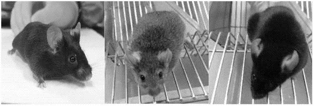 1号染色体替换野生小家鼠品系C57BL/6.枣庄2‑Chr1的构建的制作方法与工艺