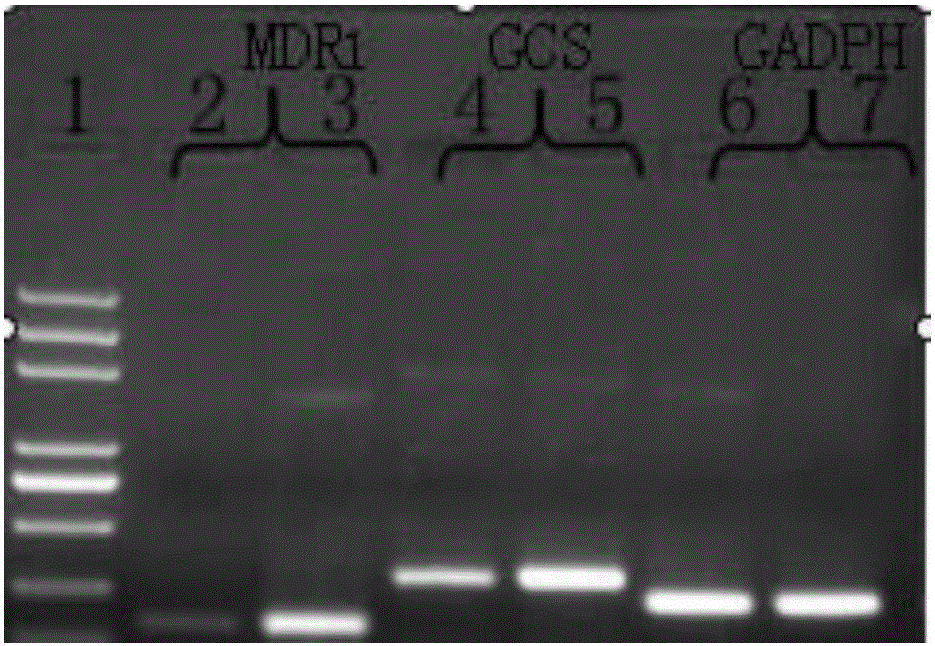 逆转肿瘤多药耐药的基因组合物‑h‑R3/PAMAM G5/GCS siRNA及其应用的制作方法与工艺