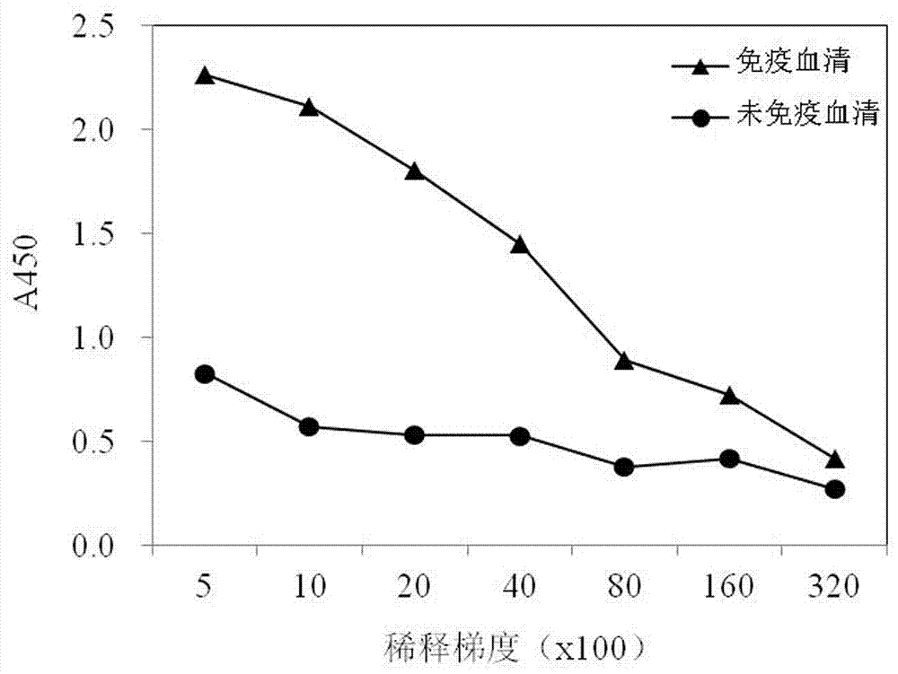 家蚕内参蛋白GAPDH多克隆抗体及其制备方法与流程