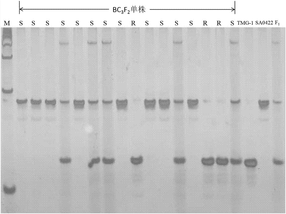 與黃瓜ZYMV抗性基因共分離的新型InDel分子標記的制作方法與工藝