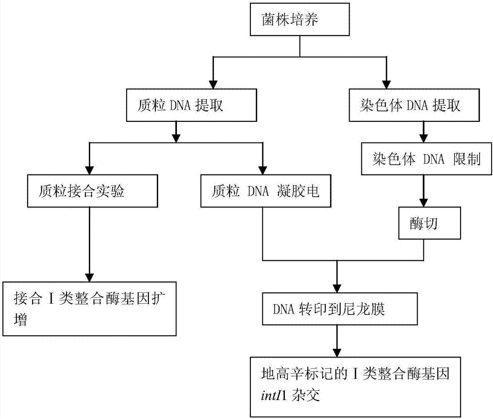 外排泵SMeDEF与Ⅰ类整合酶基因联合介导嗜麦芽寡养单胞菌多重耐药基因定位的方法与流程