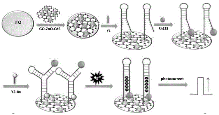 納米復(fù)合材料ZnO?CdS?GO的制備方法及利用其構(gòu)建傳感器檢測汞離子的方法與流程